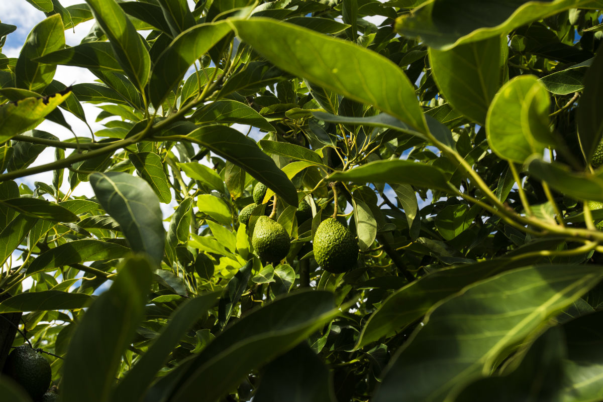 Avocado orchards